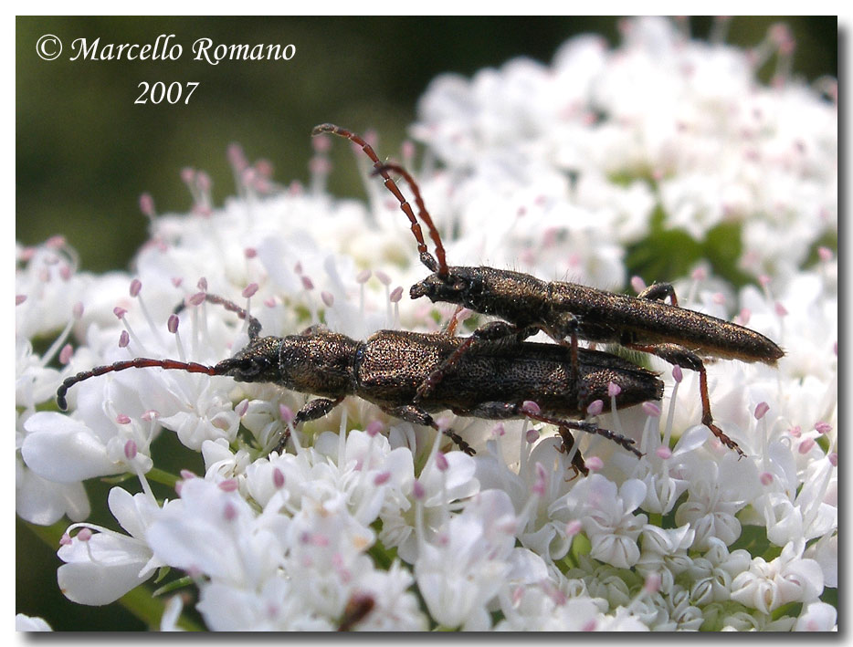 Cerambycidae: Deilus fugax